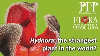 Hydnora the strangest plant in the world Flora Obscura with Chris Thorogood [upl. by Birck]