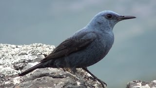 Roquero solitario Monticola solitarius Blue Rockthrush [upl. by Cini724]