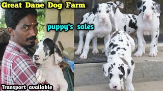 Great Dane Dogs  Harlequin  American Breed  118 kg greatdane eagletwist [upl. by Milman745]