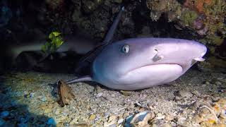 Whitetip reef shark [upl. by Hazaki]