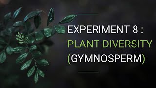 SES EXPERIMENT 8  Plant Diversity Gymnosperms [upl. by Assi]