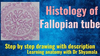 Histology of Fallopian tube Step by step drawing with description [upl. by Jennie]