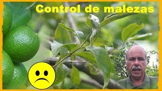 Control de las malezas en el cultivo del limón [upl. by Zulaledairam]