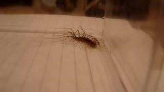 House centipede Scutigera coleoptrata [upl. by Basilio486]