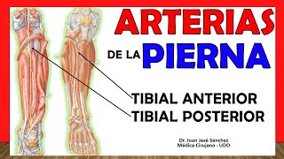 🥇 ARTERIAS DE LA PIERNA Tibial Anterior y Posterior ¡¡Anatomía Fácil y Sencilla [upl. by Anipsed]