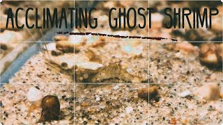 Acclimating Ghost Shrimp New 2018 [upl. by Whittemore]