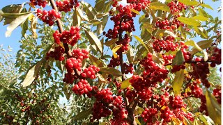 Stop mowing grass start eating berries Autumn Olive [upl. by Maxy]