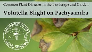 Volutella Blight on Pachysandra  Common Plant Diseases in the Landscape and Garden [upl. by Modestia]