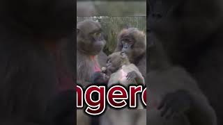 gelada baboon apes youtubeshorts ytshorts monkey facts [upl. by Fishbein]