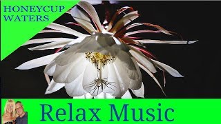 Relaxing Pan Flute  Pan Pipes Instrumental  YouTube panpipes [upl. by Willis]