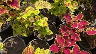 Colorful Coleus Showcase A Tapestry Of Bold Foliage plants new views [upl. by Starobin]