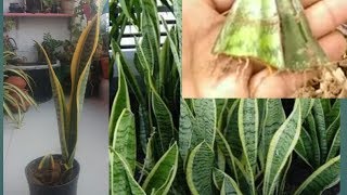 Mother in laws tongue plant care in Tamil [upl. by Dagley]