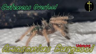 Cuteness overload Amazonius Burgessi Unboxing unboxing fyp cuteness baby [upl. by Aihtekal]