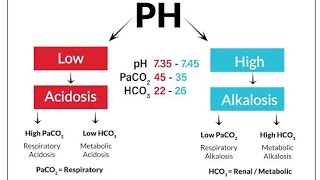 Acidocis and AlkalosisRespiratory vs Metabolic [upl. by Higley]