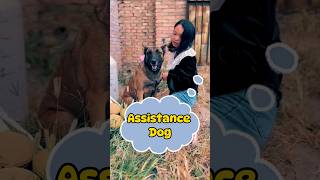 The assistance dog helped the children and the women youtubeshorts dog [upl. by Sihtam]