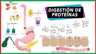 Digestión de proteínas absorción y transporte de aminoácidos [upl. by Usanis]