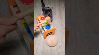 Cat Barsik 🐡 Xylophone 🌈 Ball Mallet ⭐️ Balls 🌈 Hammer 🌈 xylophone sweetmarblescandy satisfying [upl. by Lennod887]