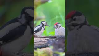 Woodpecker feeding slow motion [upl. by Hanyaz674]