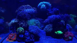 Reef Tank Update November 2023 Waterbox Frag 552 [upl. by Nitsir]