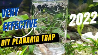 How to make ZERO cost Planarian Trap  FULL English [upl. by Eiresed]