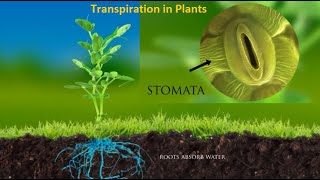 Science Project  Transpiration in Plants [upl. by Etnod]