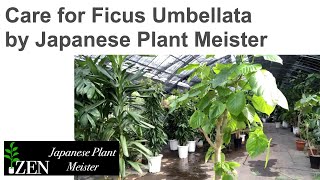 Care for Ficus Umbellata by Japanese Plant Meister [upl. by Wolenik]