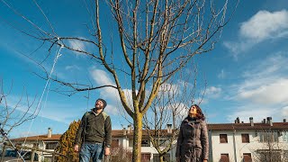 COME POTARE UN ALBERO DA FRUTTO LA POTATURA DEL MELO CON PIETRO ISOLAN [upl. by Zebada118]