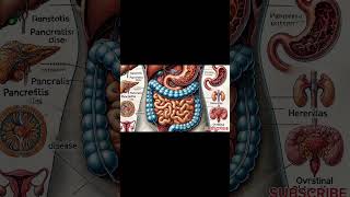 How Your Digestive System Actually Works Animation [upl. by Ventura875]