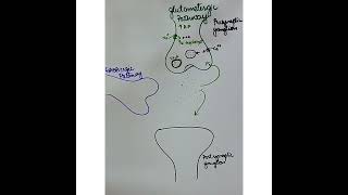 Glutamatergic Neurotransmission Excitatory pathway how do contractions occur [upl. by Haslam545]