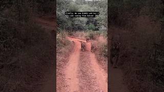 4 TIGERS IN ONE SAFARI PART 2  Ranthambore Jungle Safari ytshorts travel ranthambore trending [upl. by Duck]