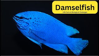 Discover the Real Damselfish [upl. by Davies811]