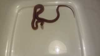 Baby Corn Snake thinks its a Rattle Snake [upl. by Dahle]