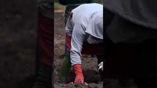 planting calendar planting seedlings organic Gardening [upl. by Aihsele414]