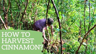 How to harvest Ceylon Cinnamon [upl. by Narut]