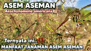 MANFAAT TANAMAN ASEM ASEMAN ‼️ Aeschynomene americana Aeschynomeneamericana Anjang  Kacang meongan [upl. by Notsnhoj795]