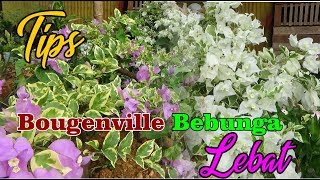 TIPS Bunga Bougenvile berbunga Lebat Tanpa Pemupukan [upl. by Renado]