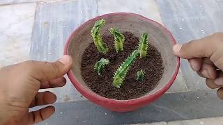 How to Grow Stapelia Variegata from Cutting  Starfish Flower  Complete Updates [upl. by Haelat]