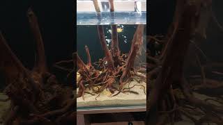 🥰🥰 Oranda Gold Fish amp Red capped glod  Driftwood Aquarium Setup orandagoldfish shorts [upl. by Asecnarf]