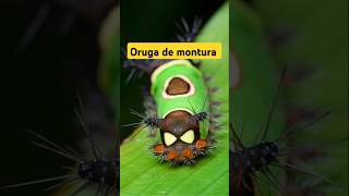 Oruga de montura curiosidades sabiasque [upl. by Eiramave]