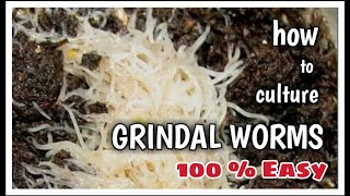 How to culture Grindal worms very easy  100  Parasite Free [upl. by Maury354]