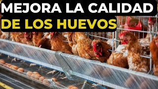 Mejora la calidad de los huevos de tus gallinas criollas ponedoras con estos consejo [upl. by Dionis]