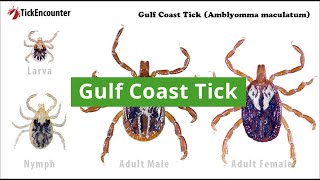 Gulf Coast Tick How to Identify Diseases Carried and Where They Are Found [upl. by Idet791]