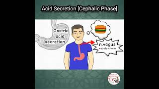 🍔 GASTRIC ACID SECRETION CEPHALIC PHASE [upl. by Eesak]