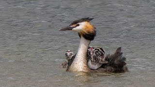 Watch four adorable Great Crested Grebe chicks riding on their parent’s back and being fed [upl. by Alcott]