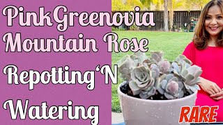 Greenovia Aurea El Hierro  Pink Mountain Rose  Repotting  Watering  Caring  Succulents by Vonny [upl. by Mercuri947]