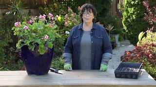 How to Overwinter Geraniums  Preserve Your Plants This Winter Season  Garden Gate Magazine [upl. by Dinnage]