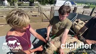 Fitting Clips to Older Lambs [upl. by Seen]