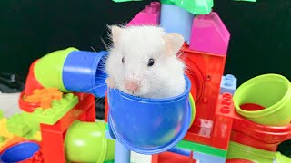 The Best Hamster Challenges 77  Hamster Escapes from the Most Amazing Mazes 🐹 Mr Hamster [upl. by Ruffina588]