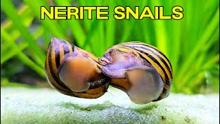 NERITE SNAILS in the Aquarium🐌🐌 [upl. by Kingston]