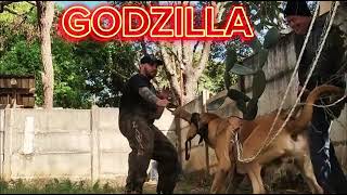 CANIL FEROZES E FURIOSOS GODZILLA [upl. by Anatak346]